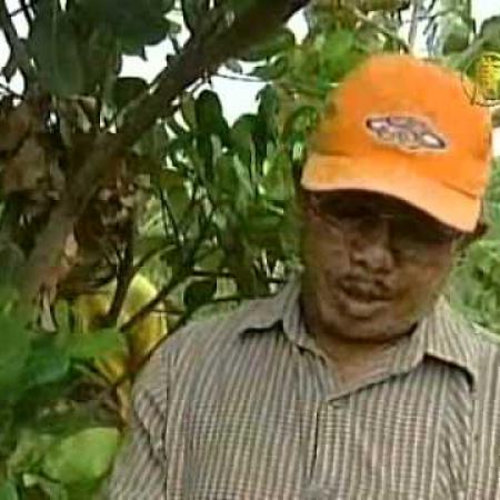 Cashew trees raise income